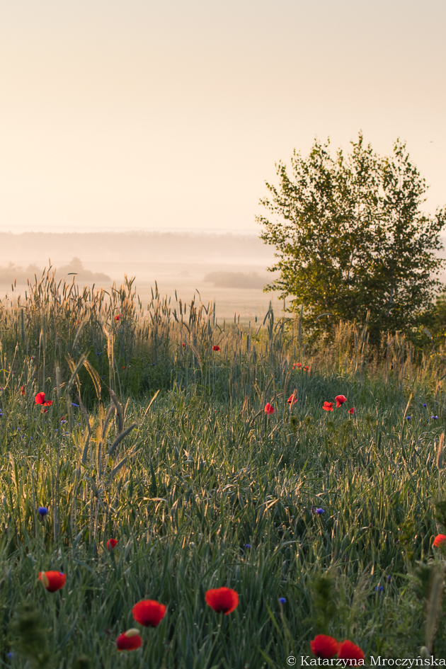 Łąka w świetle promieni porannego słońca w oddali mgła